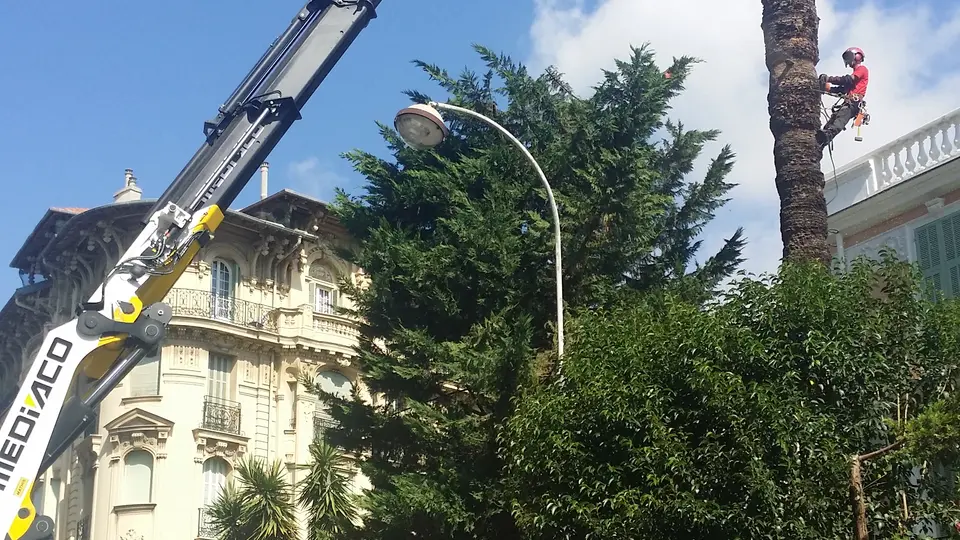 Opérateur NEV démontant un palmier à Nice avec l’assistance d’un camion-grue, près de bâtiments et de végétation